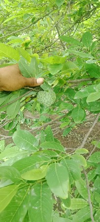 સીતાફળી નો બગીચો ઈજારે આપવાનો છે