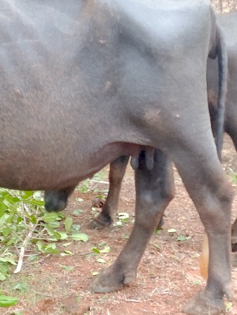 એક મહિના ની વાર કાસી છે