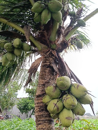 નાડીયર વેબવાનાછે