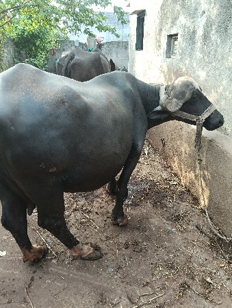 bhesh vecvani che