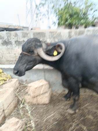 ભેસ વેસવાની સે