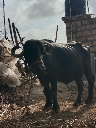 ભેંસ વેચવાની છે વેતર પેલુ