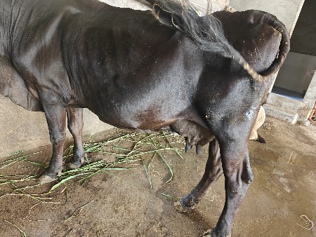 9 મો મિહિનો  ગાબાણ