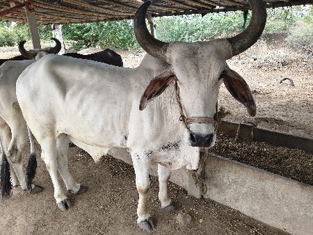 ૪‌ દાતે છે