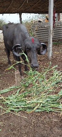 વેચવાની છે