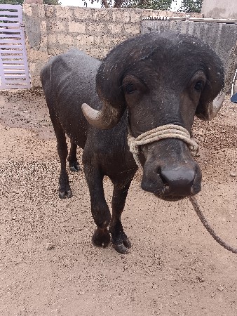 પાડો વેસવા નો સે