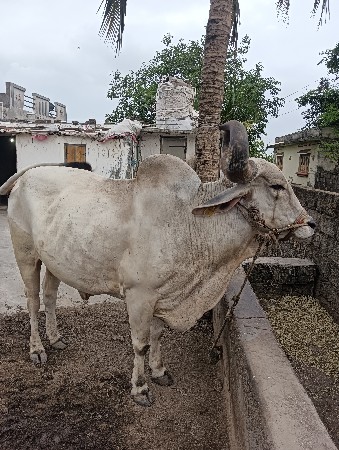 આ બળદ વેચવાના છે