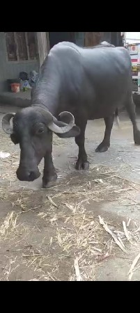 બીજું વેતર ની ભેંસ વેસવાની છે