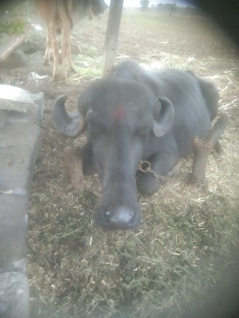 જાફરાબાદી ભેંસ વેચવાની છે