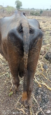 આ ભેંસ વેચવાની છે