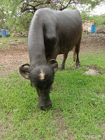 ભેંસ વેચવાની છે