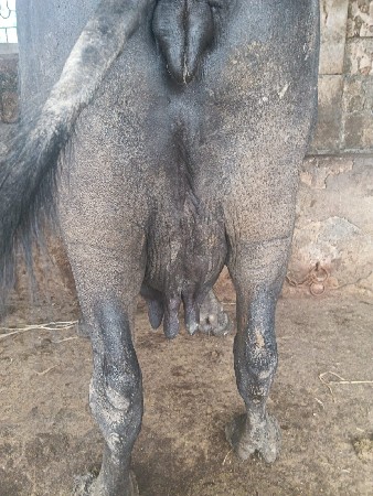 ભેસ વેચવાની છે