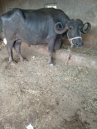 ભેંસ વેચવાની છે