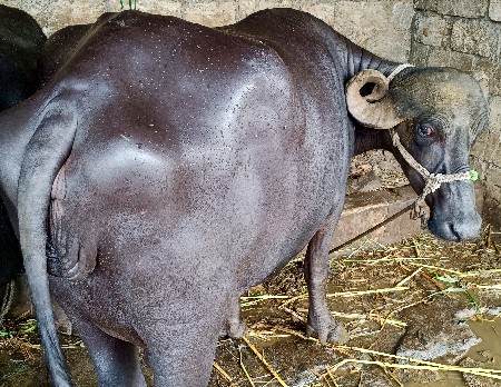 આ ભેંસ વેચવાની છે.