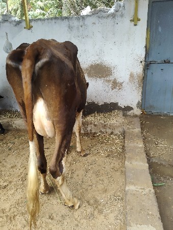 ગાય વેચવાની છે