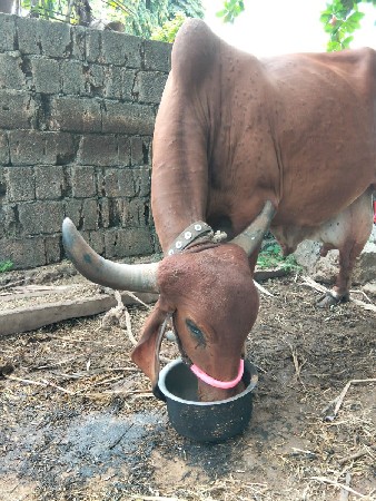 ગીર ગાય વેસવાની છે
