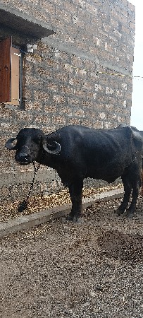 પેલું વેતર ખડેલી વેચવાની છે
