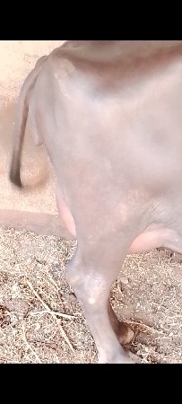 2 vetar