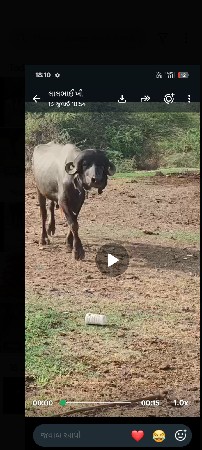 પાડો વેચવાનો સે