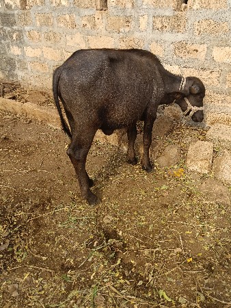 15 mahinani