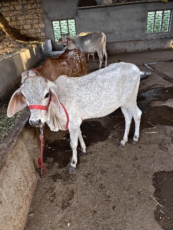 ગાય વેચવા ની સે
