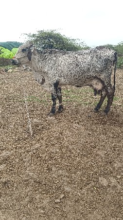 ગાય વેચવાની છે