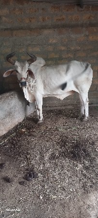 બળદ વેસવો છે