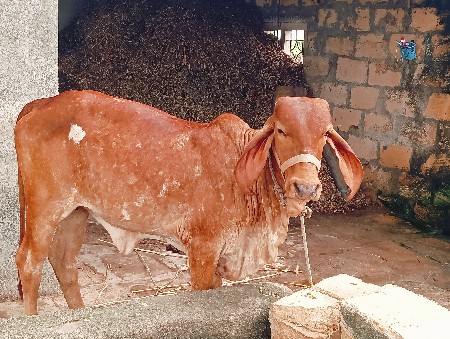 સોન કંપીલા વાછડી