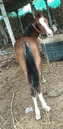 વસેરો