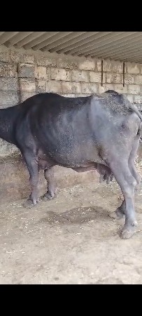 20 દિવસની કાચી