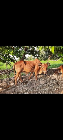 બળદ વેચવાનો છે