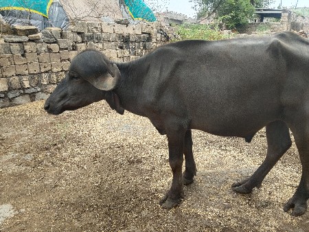 પાડો વેચવાનો છે