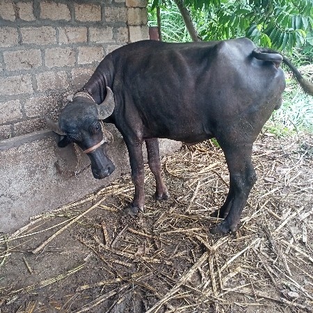 ખડાઈ વેચવાની છે