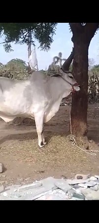 કેશોદ જુનાગઢ ચાંદીગરને પાટિયે