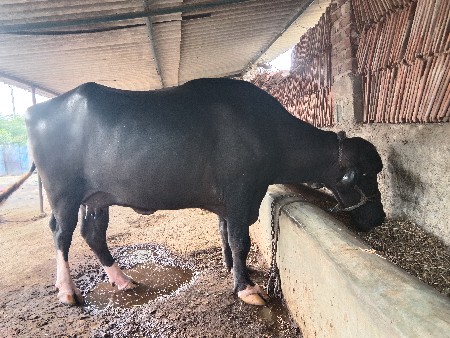 ભેંસ વેચવાની છે..દુધ.4.લીટર