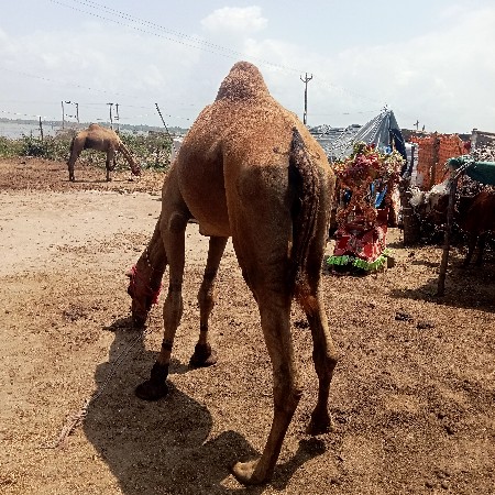 ઉંટ