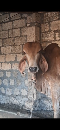 ખુટ વેચવાનો છે