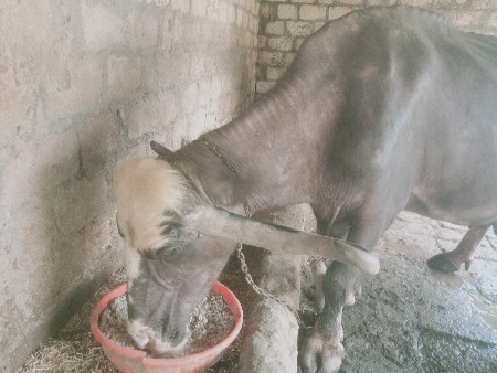 ભેંસ વેચવાની છે