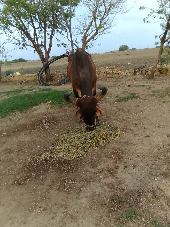 મો. ન.9909357328