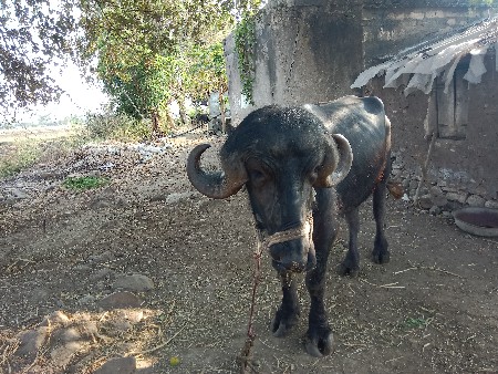 પાડો