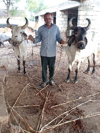 બળદ વેચવાના છે