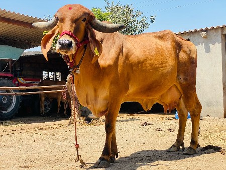 ઞાય
