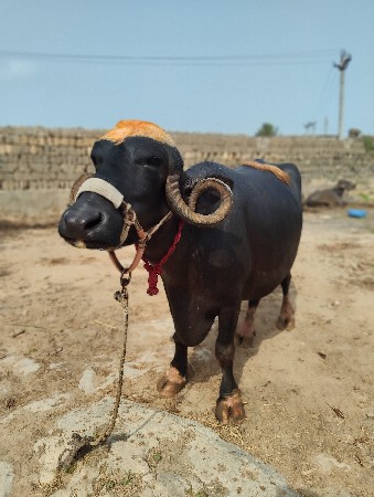 4 . ચોથું વેતર પેટમા