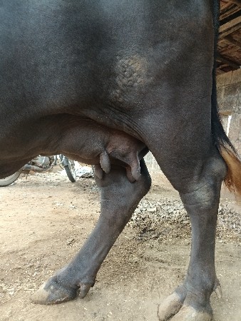 ભેંશ વેચવાની છે