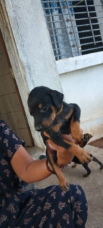 dobarmen devana se