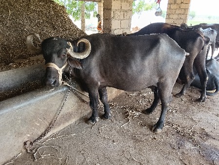 ભેંસ વેચવાની છે.
