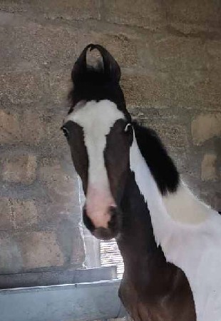 filly