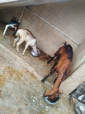 desi bakri