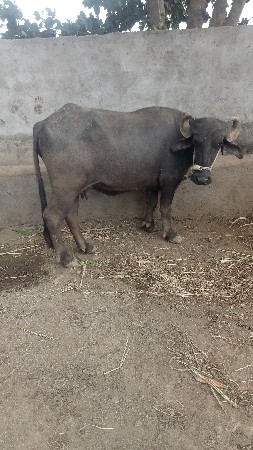 પહેલું વેતર કરેલી વેચવાની છે