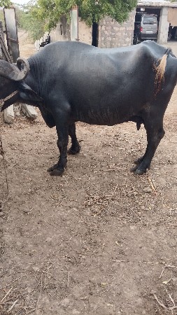 ભેંશ વેચવાની છે